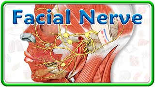 Facial Nerve Anatomy Animation  Nuclei Course Branches and Facial nerve Palsy  USMLE Step 1 [upl. by Pesek]