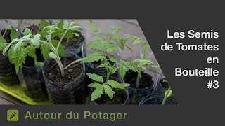 Le semis des tomates en bouteille 3 Tuto [upl. by Grissom]