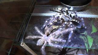 Poecilotheria subfusca mating attempt [upl. by Cohdwell]