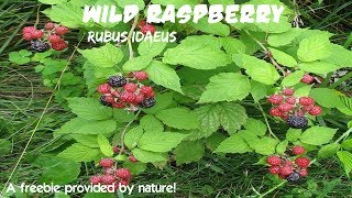 ⟹ WILD RASPBERRY  Rubus idaeus  Planted by the birds [upl. by Anhej661]