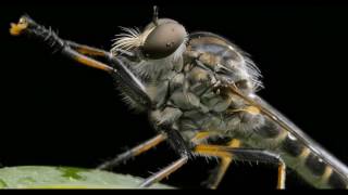 Robber Fly Up Close and Personal in 4K [upl. by Neoma984]