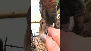 Namaqua Dove Oena capensis being very defensive of her single infertile egg [upl. by Sells]