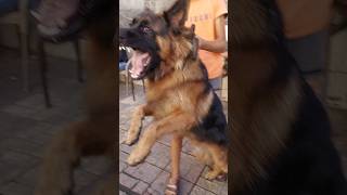 الالمانى dogs dogs dogslover doglovers dogslovers puppy puppies doggers dogger [upl. by Ahseikram]