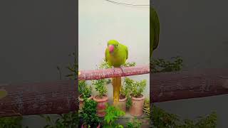 Indian Ringneck parrot talking parrot parrottalking [upl. by Feriga966]