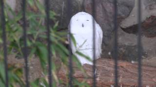 Sneeuwuilen  Snowy Owls ZOO Antwerpen [upl. by Gonagle]