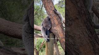 Rare🐨koala hug creator sweet wildlife magical love endangeredspecies naturelovers animals [upl. by Aynad]