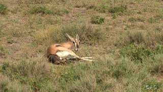 Thomson’s gazelle seeing the world for first time [upl. by Fenner]