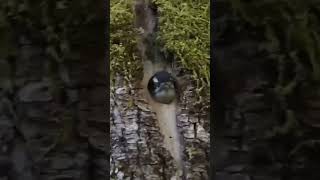 Downy Woodpecker calling for its mother in nature singing birdwatching birding asmr [upl. by Ogg]