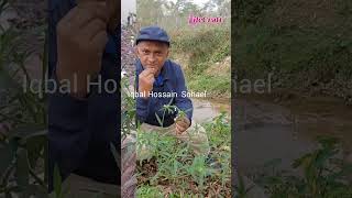 শ্বেতদ্রোণদন্ড কলসLeucas asperaFamilyLamiaceae [upl. by Illek]