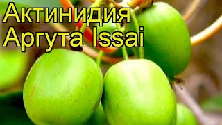 Актинидия аргута Исаи Краткий обзор описание характеристик actinidia arguta Issai [upl. by Reni]