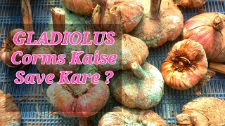 GLADIOLUS ke CORMS ya BULBS ko Kaise Save Kare [upl. by Atsirk]