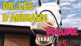 Meilleur Rigolo Animaux Compilation Novembre 2014 Édition NEW HD [upl. by Shawna541]