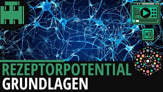 Rezeptorpotential Grundlagen│Biologie Lernvideo│Learning Level Up KI [upl. by Offen]