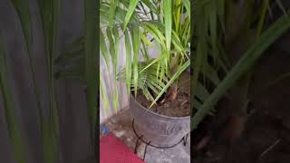 Areca palm care tips shortsmonsoon care of areca palm [upl. by Sanson]