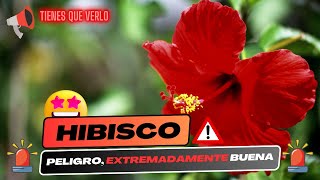 Propiedades del hibisco  20 beneficios y propiedades del hibisco para la salud [upl. by Nodle]