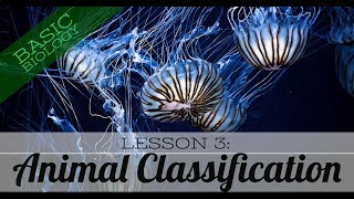 Basic Biology Lesson 3  Animal Classification GCSE Science [upl. by Airamzul376]