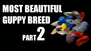 Most beautiful guppy fish breed feeds aquarium suggestedvideo bettafishlove [upl. by Nalorac580]