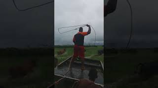 Cowboy gang lassoing cows with airboat in Suriname [upl. by Jorie]