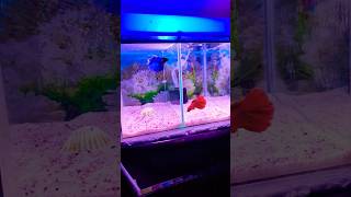 Betta Fish Tank Set Up 🥵🥶  Full Moon  Betta  Fish  Tank shorts viralvideo bettafish tank yt [upl. by Tomasina997]