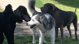 A Shy Sable Poodle Meets a Bandog and Husky [upl. by Svoboda842]