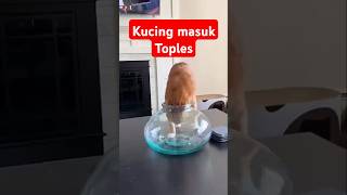 Bukti kucing benda cair shortvideo [upl. by Anegal]