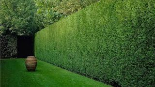 كونوكاربس بزرومياConocarpus  Bacteroidesلعمل اسوار لتحديد الحدائق To make fences to define gardens [upl. by Bahe]