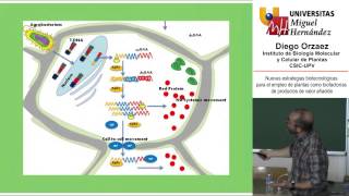 PRODUCCIÓN DE ANTICUERPOS MONOCLONALES EN PLANTAS [upl. by Nasho]