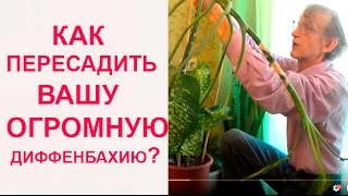 Диффенбахия Пересадка и Черенкование Как Это Сделать [upl. by Ecilayram2]