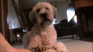 Penny our one year old Wheaten Terrier [upl. by Nnovahs]