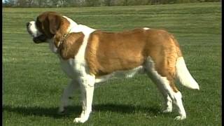 Saint Bernard  AKC Dog Breed Series [upl. by Anuahsal]