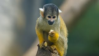 Som do Macaco Esquilo  Macacos Squirrel Monkey [upl. by Lyndel]