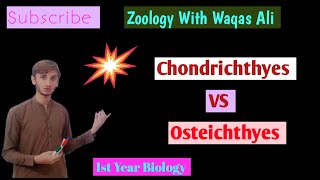 Difference between chondrichthyes and Osteichthes  Cartilaginous fish vs bony fish [upl. by Tamas]