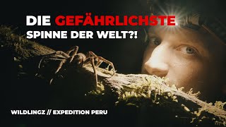 Die gefährlichste Spinne der Welt   Expedition Peru  WILDLINGZ [upl. by Ullman]