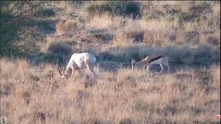 Kamfers Dam  Rare White Blesbok October 5 2024 [upl. by Jeffy]