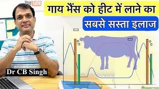 गाय भैंस को हीट में लाने का… सबसे सस्ता इलाज  Dairy Farm  Dr CB Singh  DairyUstaad [upl. by Niwrehs622]