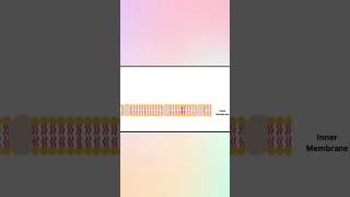 Gram Positive VS Gram Negative Bacteria I Difference I youtubevideos microbiology biologyvideos [upl. by Yasnyl]