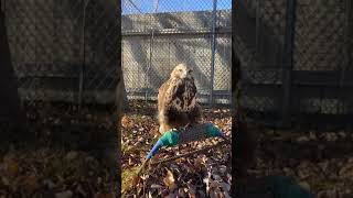 Friday Feathered Facts Rough Legged Hawk [upl. by Juna114]