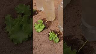 how to make homemade drip irrigation system dripirrigationsystem irrigationmethod [upl. by Nyral]