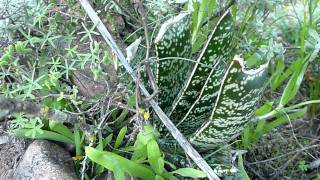 Haworthia truncata In SITU 3 [upl. by Neff]