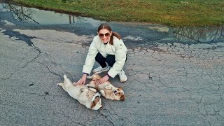 Stray Puppies can’t Hold Emotions when Realise They are Being Rescued [upl. by Gamali]