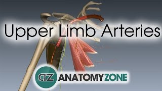 Upper Limb Arteries  Arm and Forearm  3D Anatomy Tutorial [upl. by Coco]