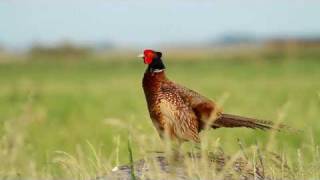 Fasan  Common Pheasant  Phasianus colchicus [upl. by Westland977]