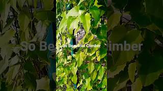 So Beautiful Climbers Plants with Greenery for nature greenbeauty beautyofnature naturalgreen [upl. by Beane835]