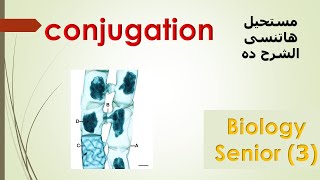 ثانويه عامه conjugation in spirogyra 3rd secondary [upl. by Rabbi76]