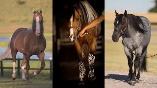 Incredible American Quarter horses and foals pt 5 [upl. by Hcnarb22]