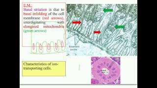 Salivary Glands Data Show 2015 [upl. by Oberstone]