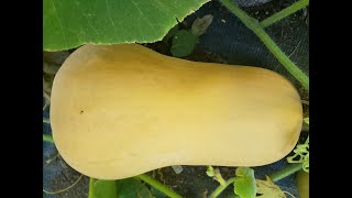 The Easiest Way to Preserve Butternut Squash [upl. by Ahtekal739]