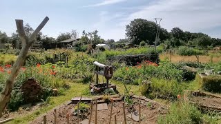 Aus Unkraut wird Permakultur 🌱  Natur Pur im Schrebergarten 🌸  🎬 Folge 198 [upl. by Burner]