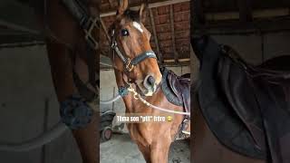 Mon bébé géant 🤭🥰 equitation chevaux taille grandcheval [upl. by Ciri]