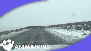 The largest elk stampede weve ever seen [upl. by Renae]